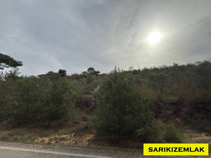 Havran Hallaçlar Mah`daZeytinlik. - 3